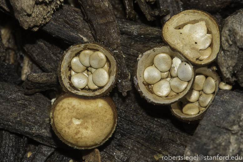 bird's nest fungus
